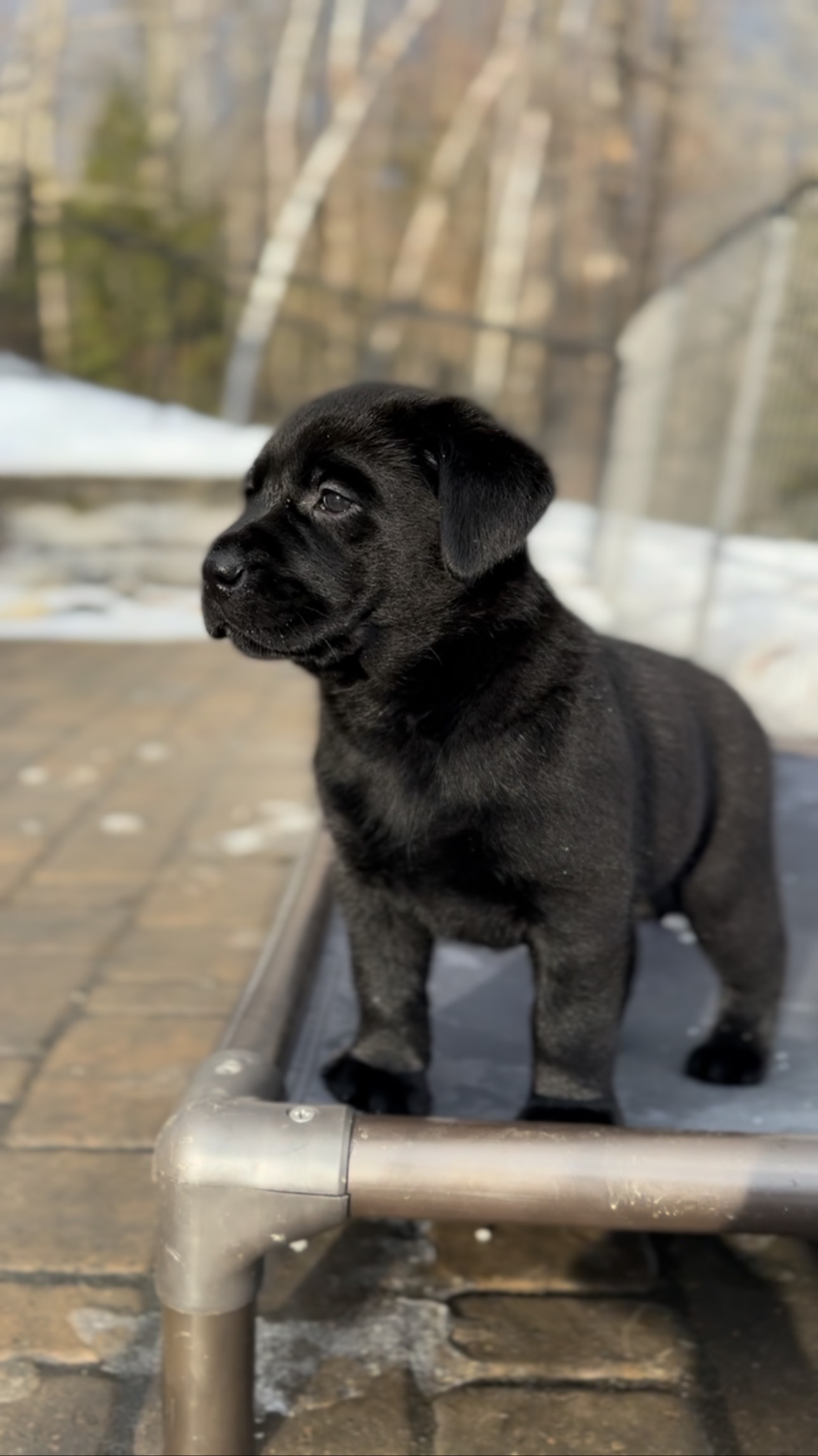 Labrador retriever at home with everything prepared for a pet sitter