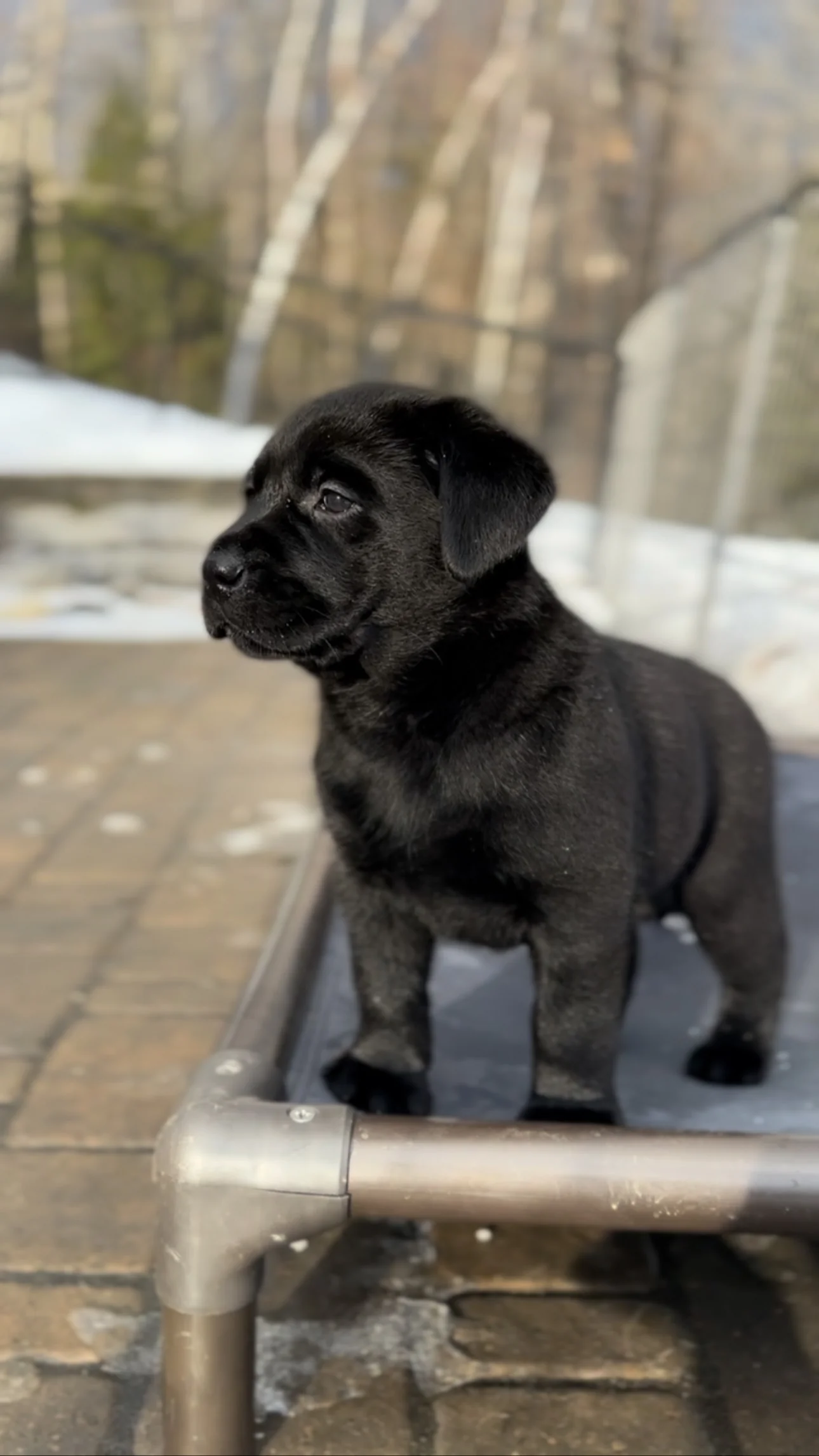 Labrador retriever at home with everything prepared for a pet sitter