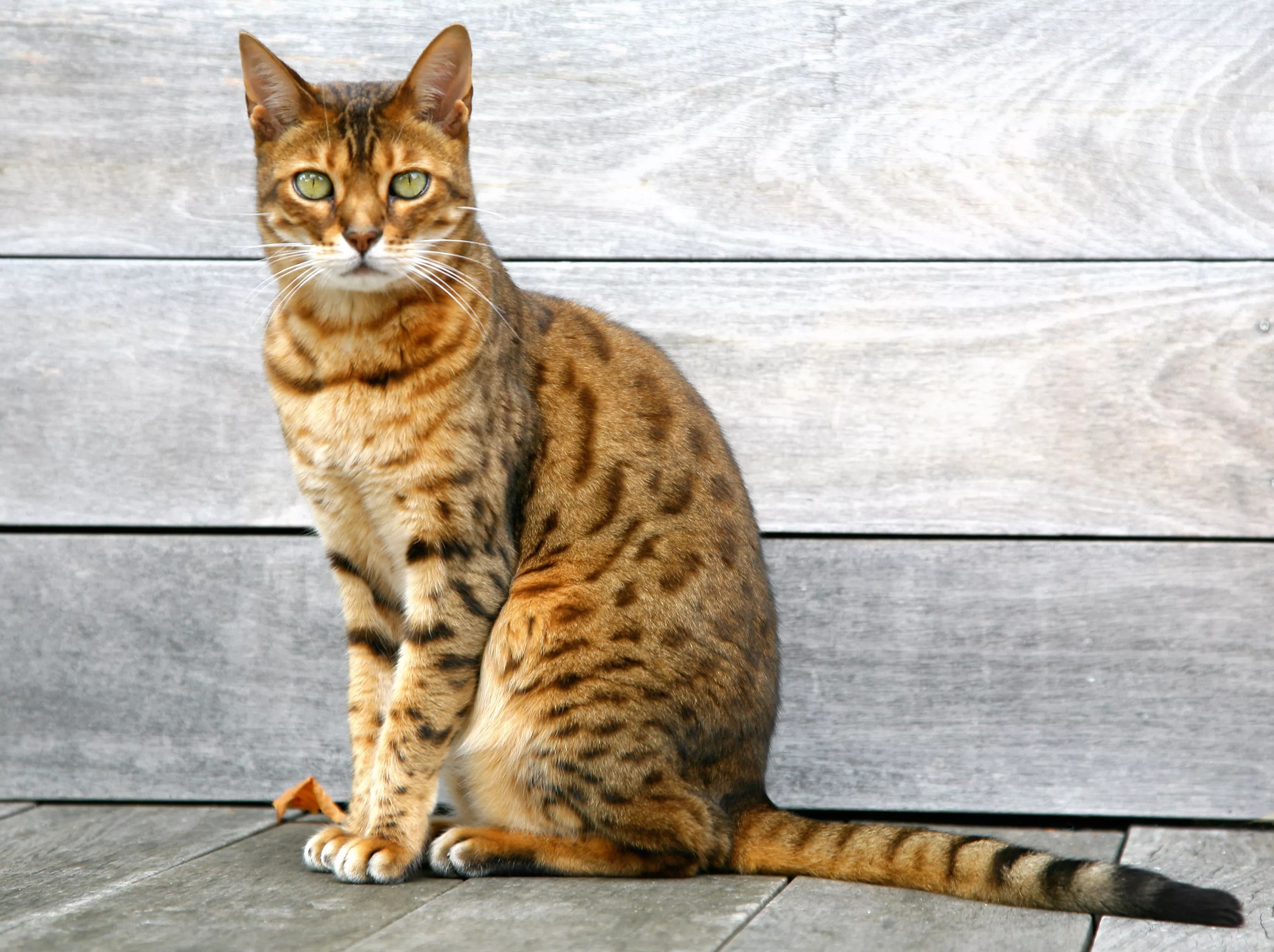 Scared cat showing fearful body language