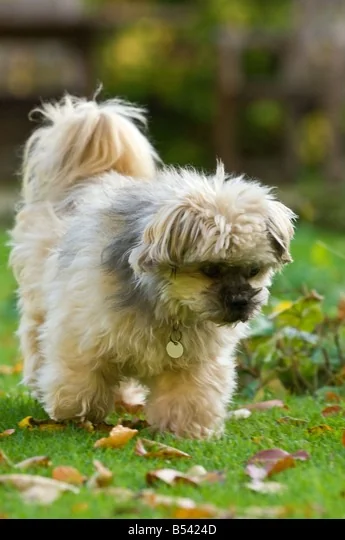 Lhasa Apso