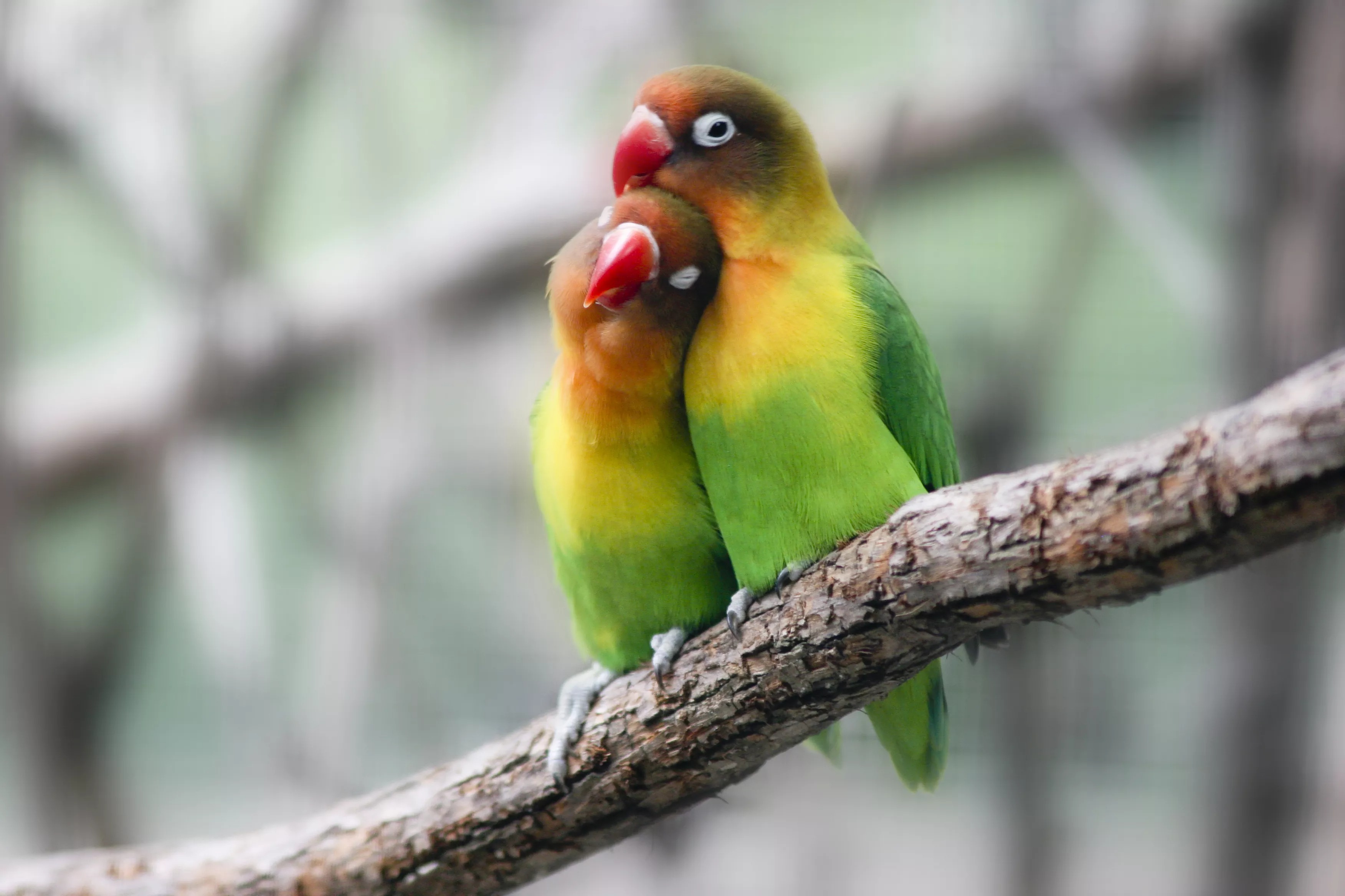 Lovebird