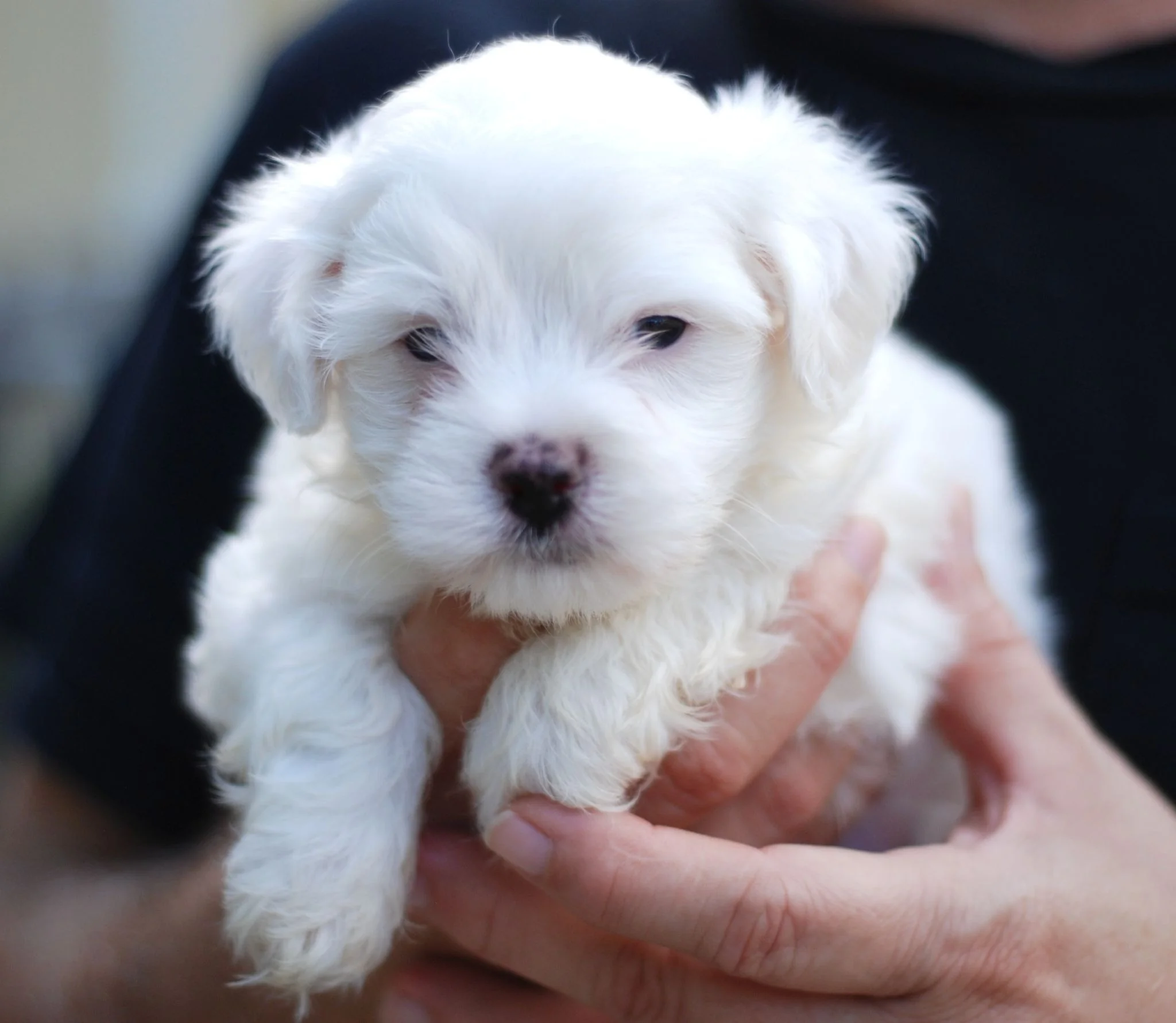 Maltese dog breed