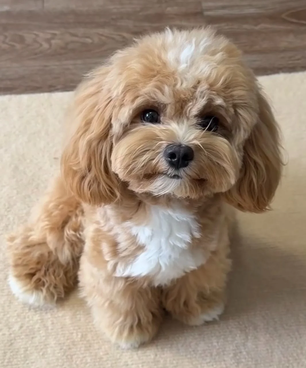 Maltipoo dog, a Maltese and Poodle mix with a soft fluffy coat