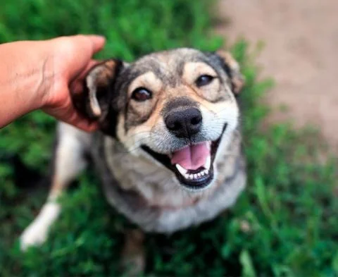 Dog with skin condition