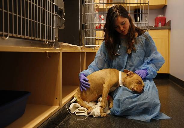 Puppy receiving veterinary care for parvovirus treatment