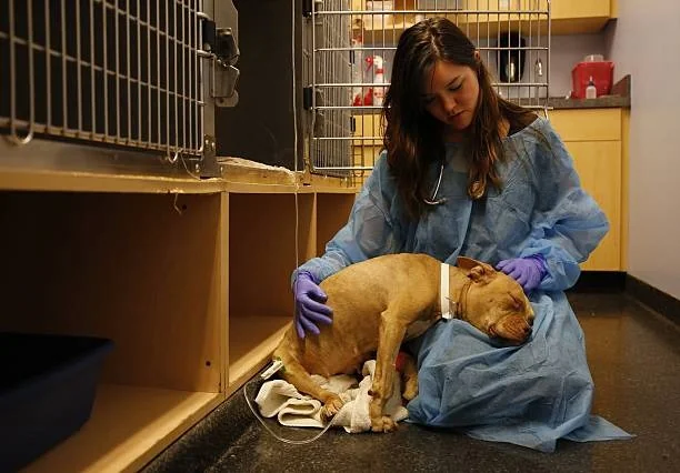 Puppy receiving veterinary care for parvovirus treatment