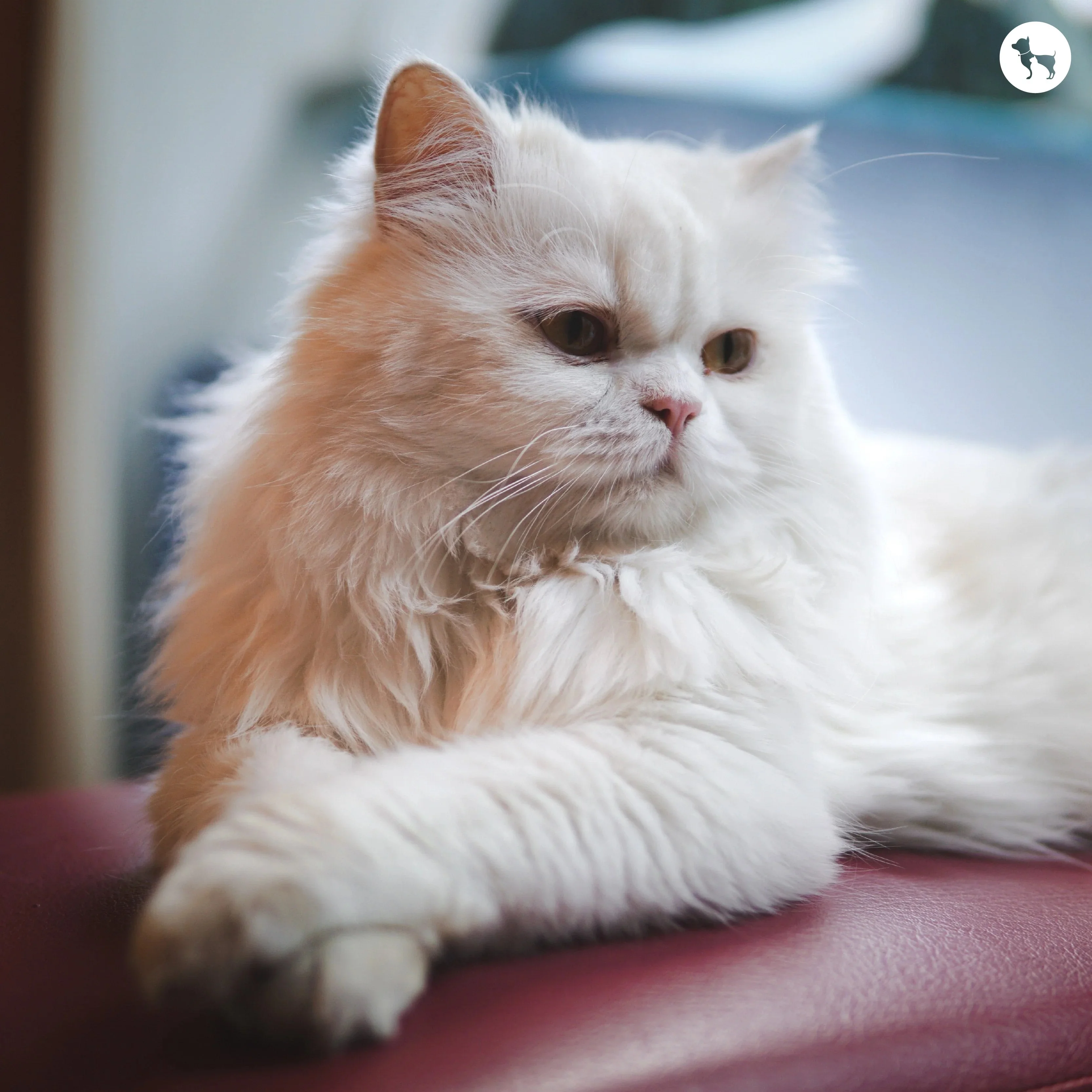 Persian cat breeds including Doll Face and Peke-Face varieties