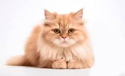Persian cat