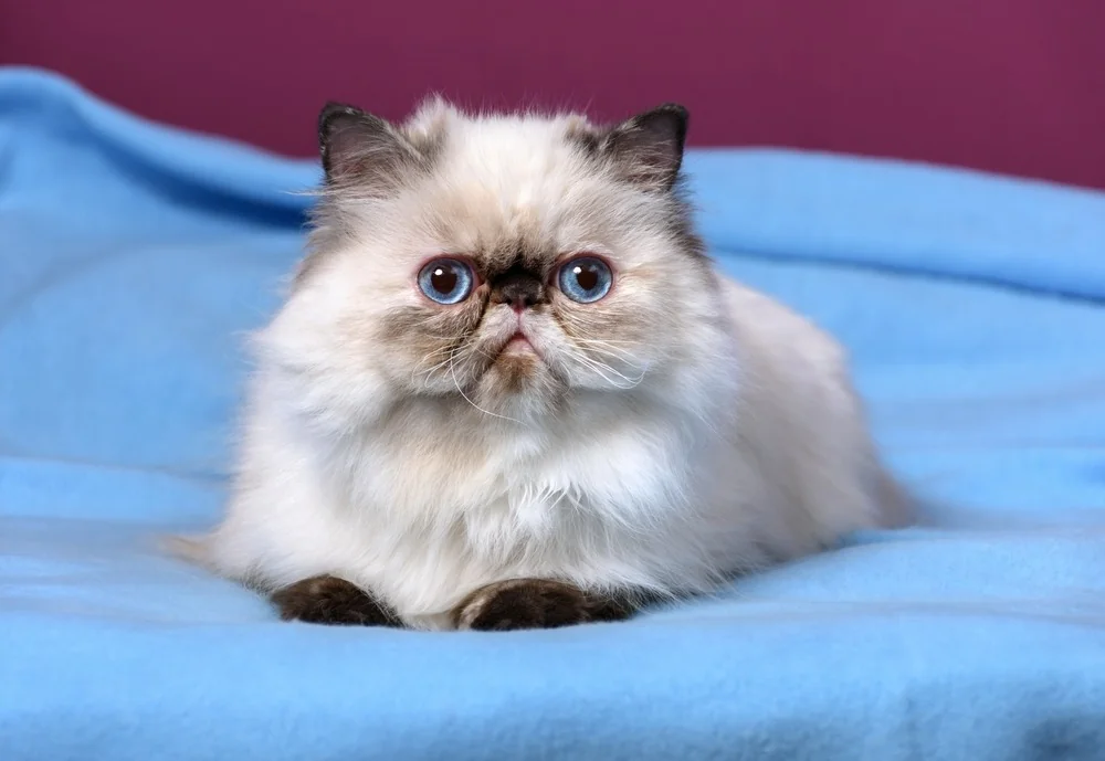 Persian cat