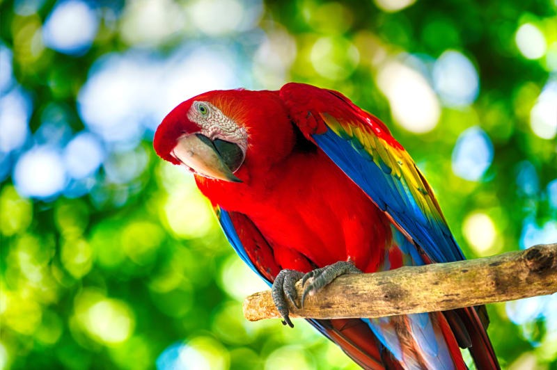 Bird vocalization