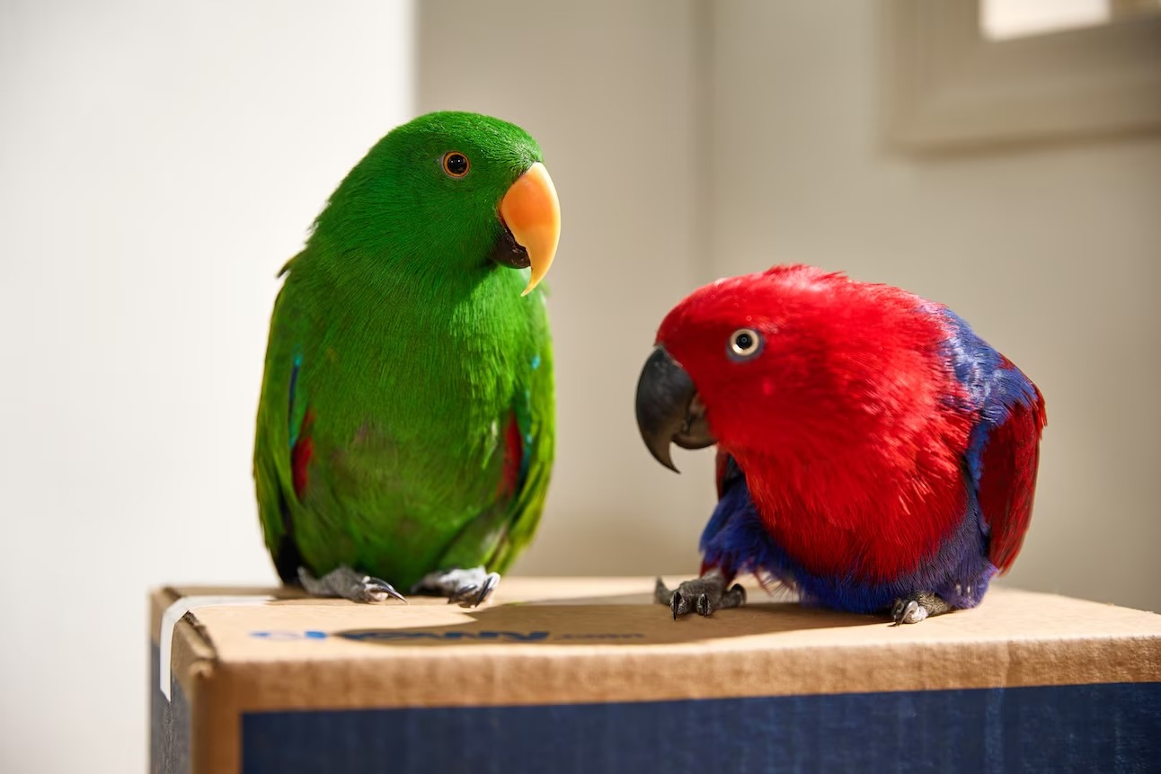 Talking Birds
