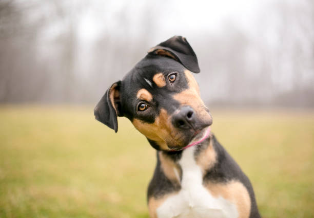 Pet behavior