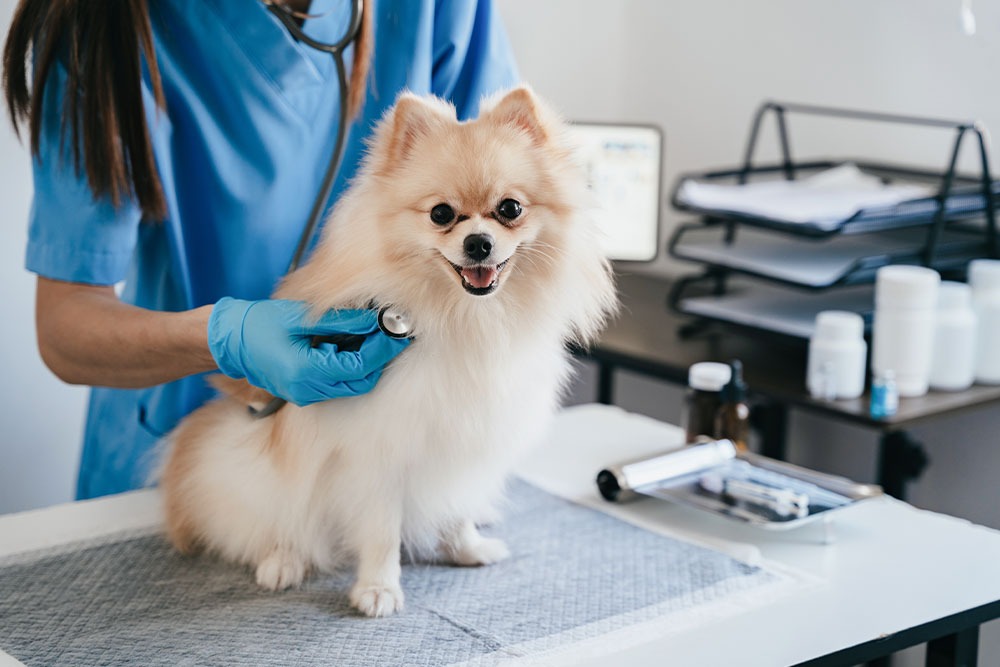 Veterinarian examining a dog for signs of poisoning