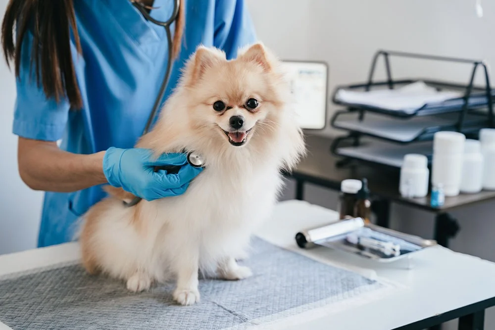Dog and cat receiving emergency veterinary care