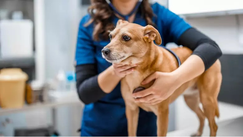 Exotic pet health