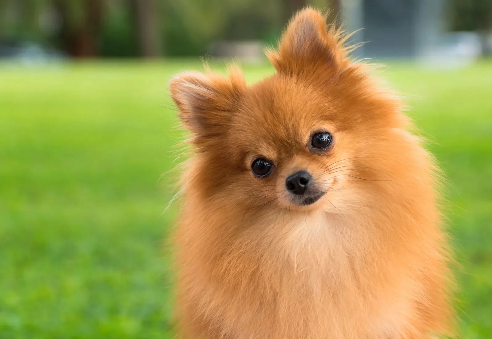Adorable small fluffy dog breeds