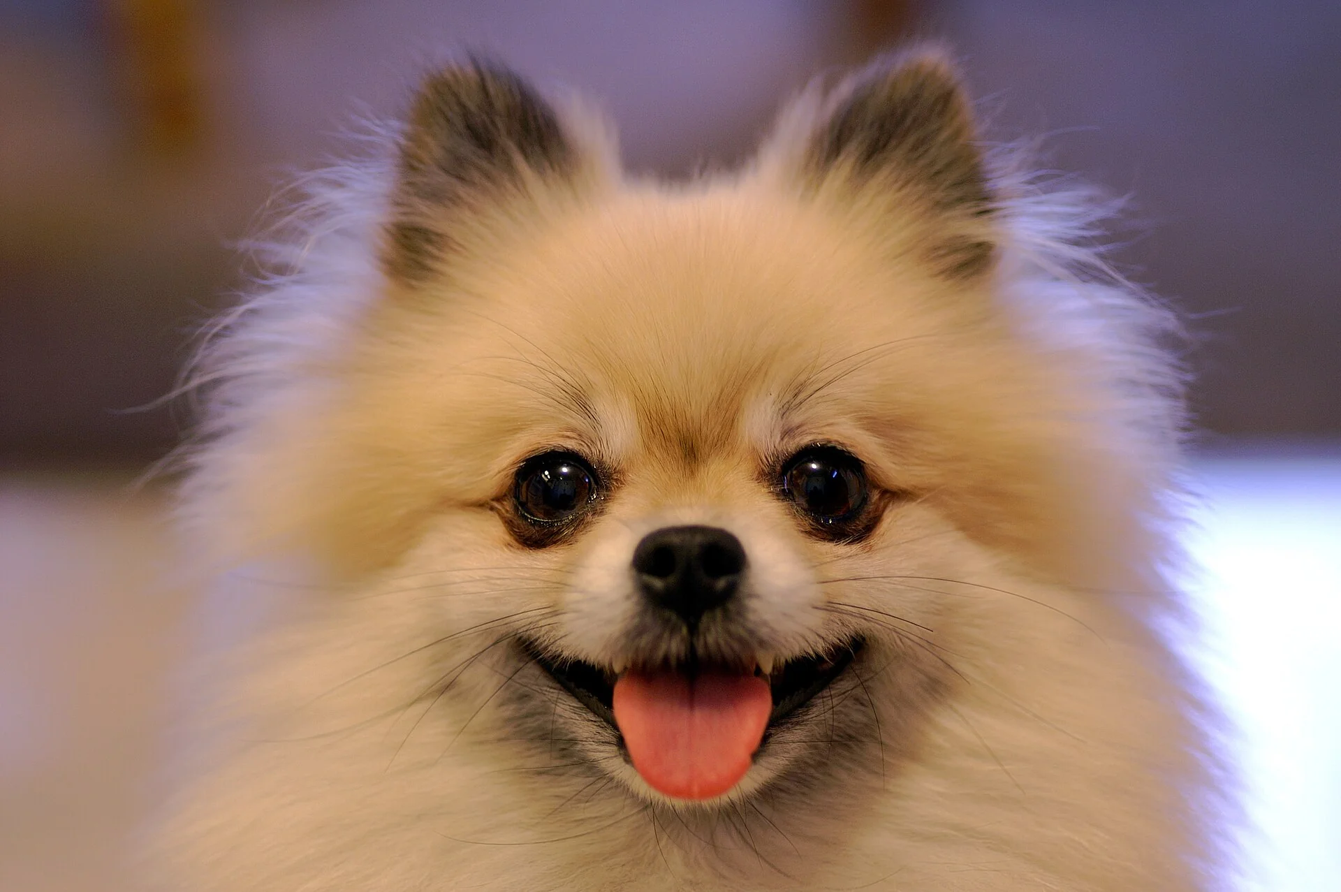 Pomeranian dog breed