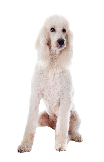 Standard Poodle dog breed