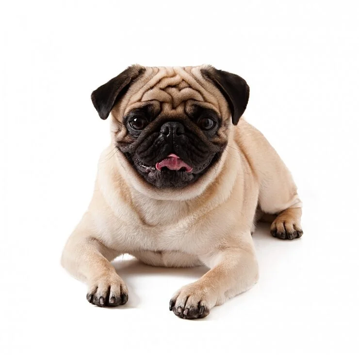 Pug