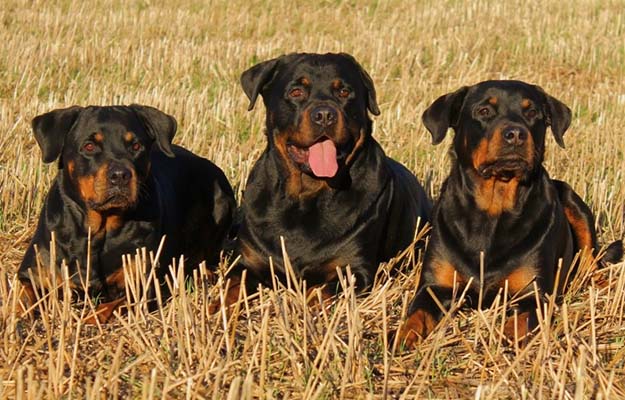 Rottweiler