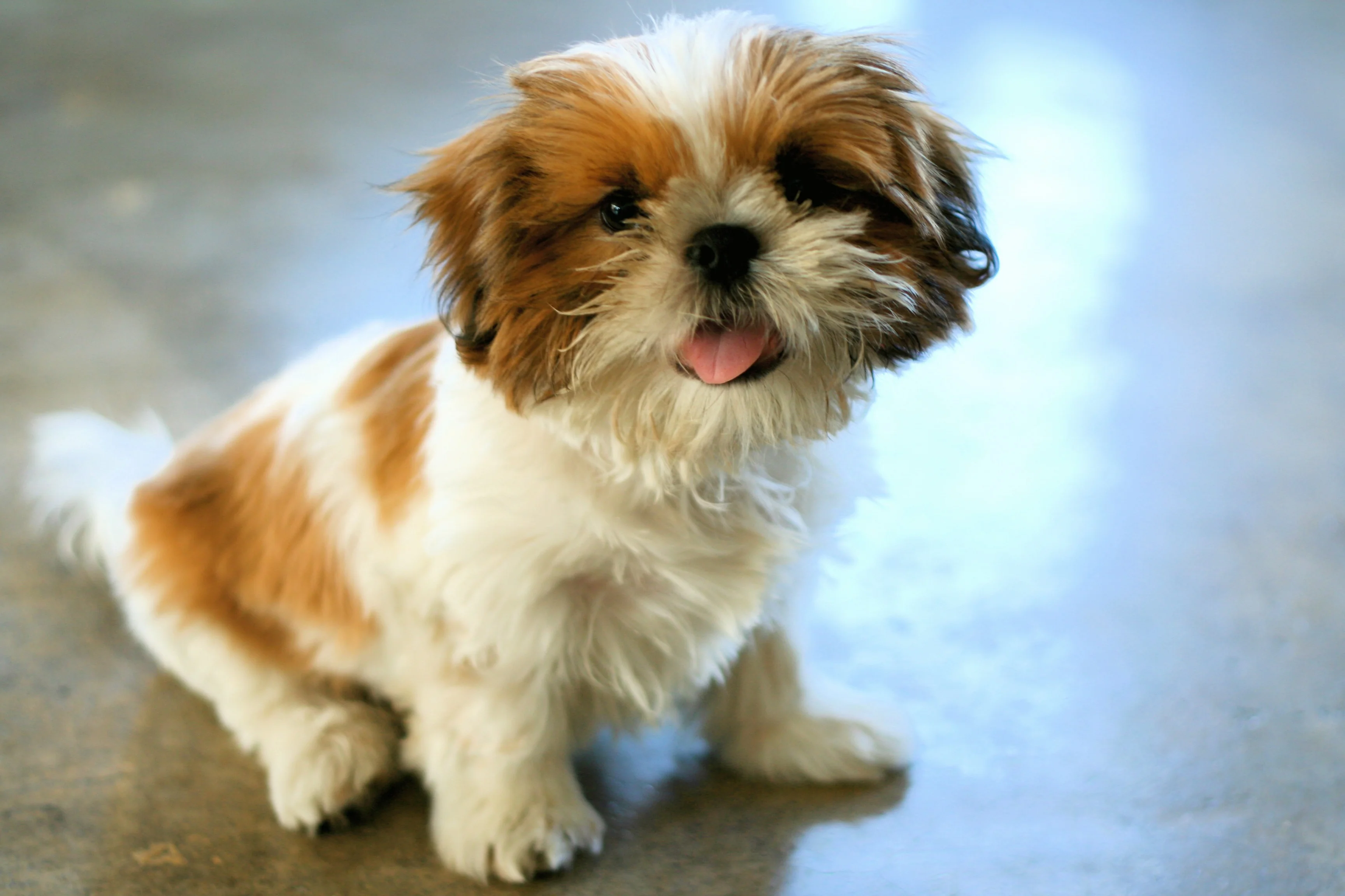 Shih Tzu dog breed