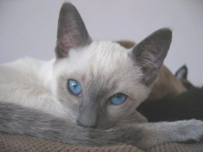 Siamese Cat