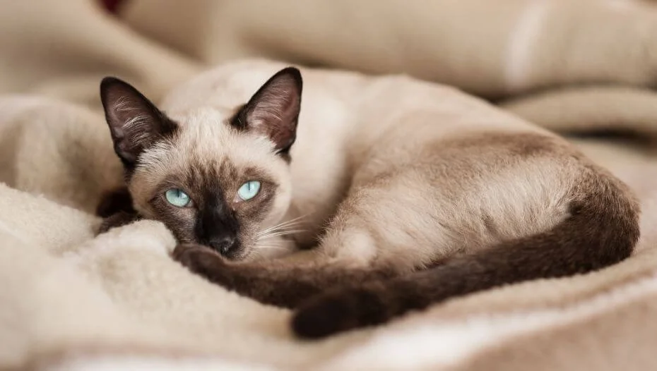 Siamese Cat