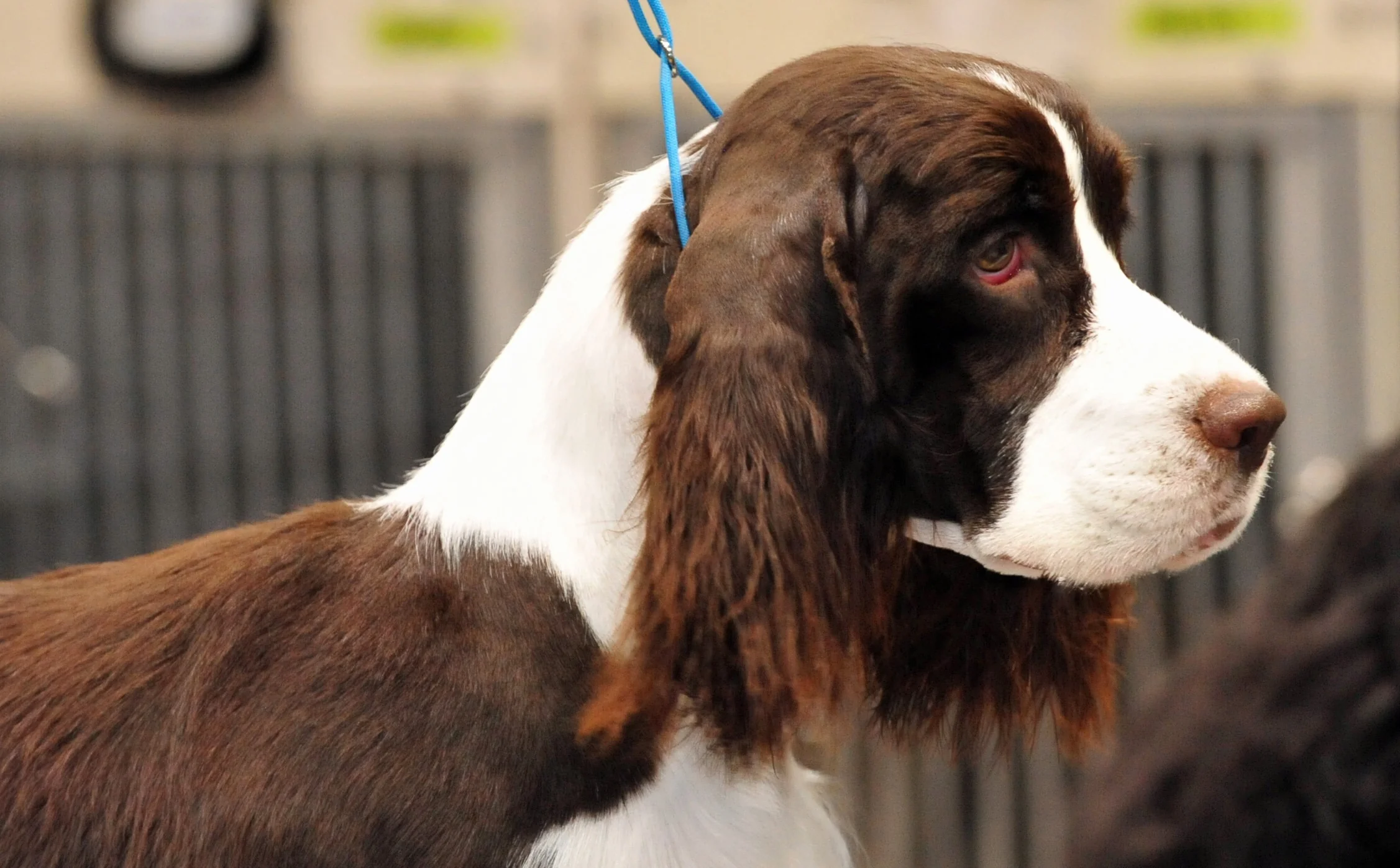 Springer Spaniel