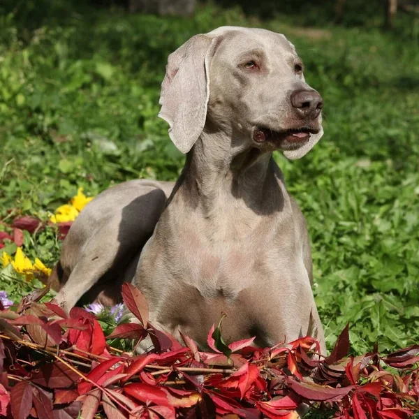 Weimaraner